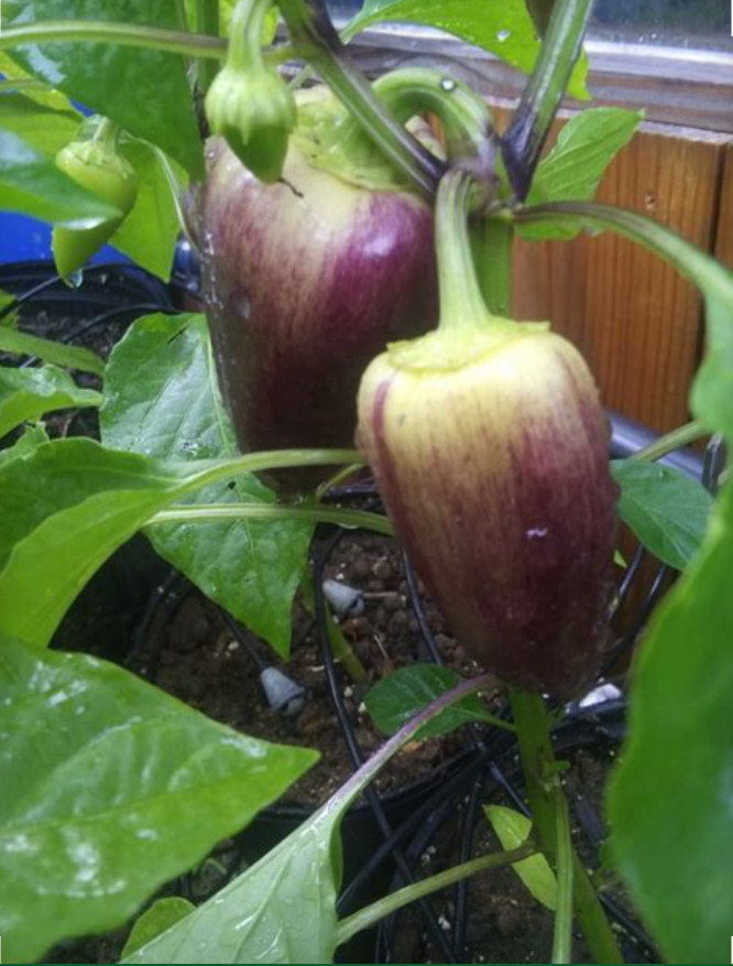 RARE✿ NEW! Heirloom Violet Sparkle Sweet Pepper 15+ Seeds