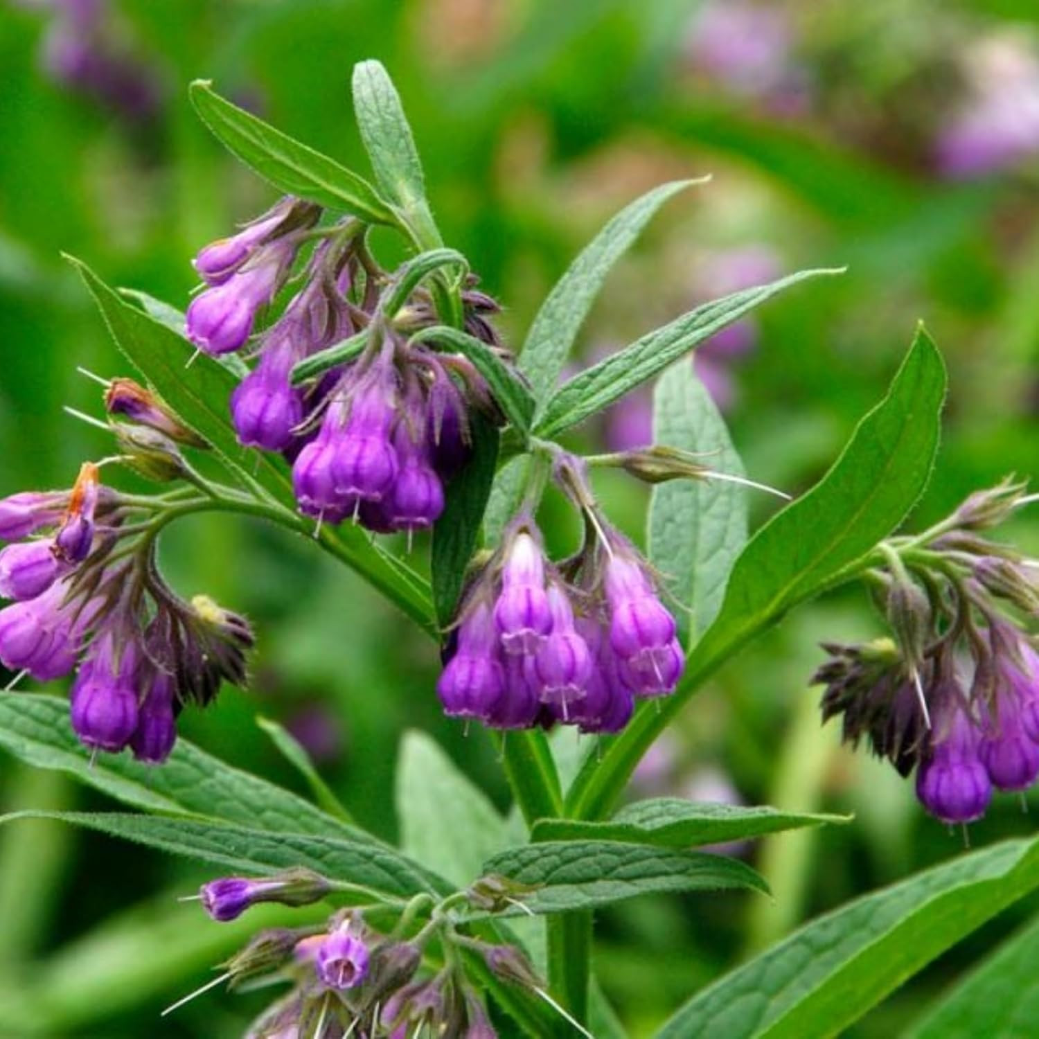 100 Symphytum Officinale Comfrey Seeds – Perennial Symphytum Officinale Comfrey