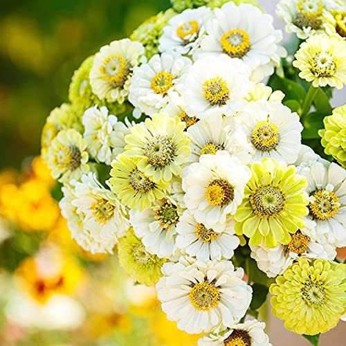 100 Snow White and Rare Green Zinnia Mix Seeds for Planting – Amazing Color, Gre