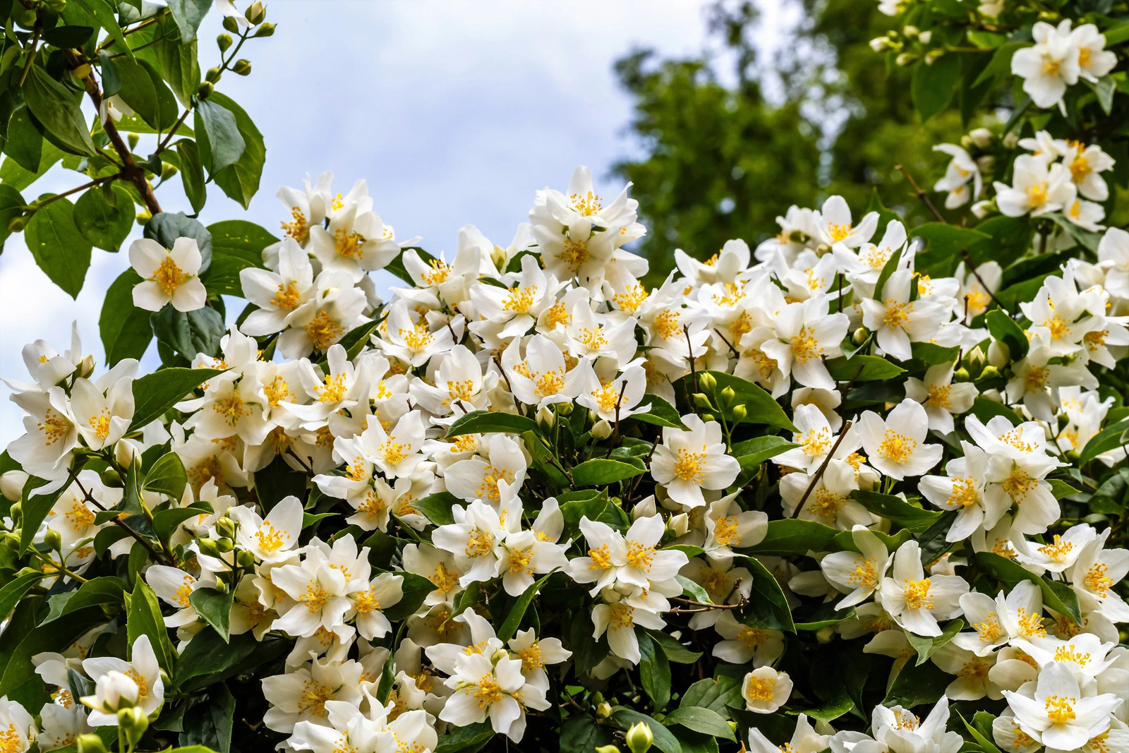 40 WESTERN MOCK ORANGE Philadelphus Lewisii Native White Flower Shrub Seeds