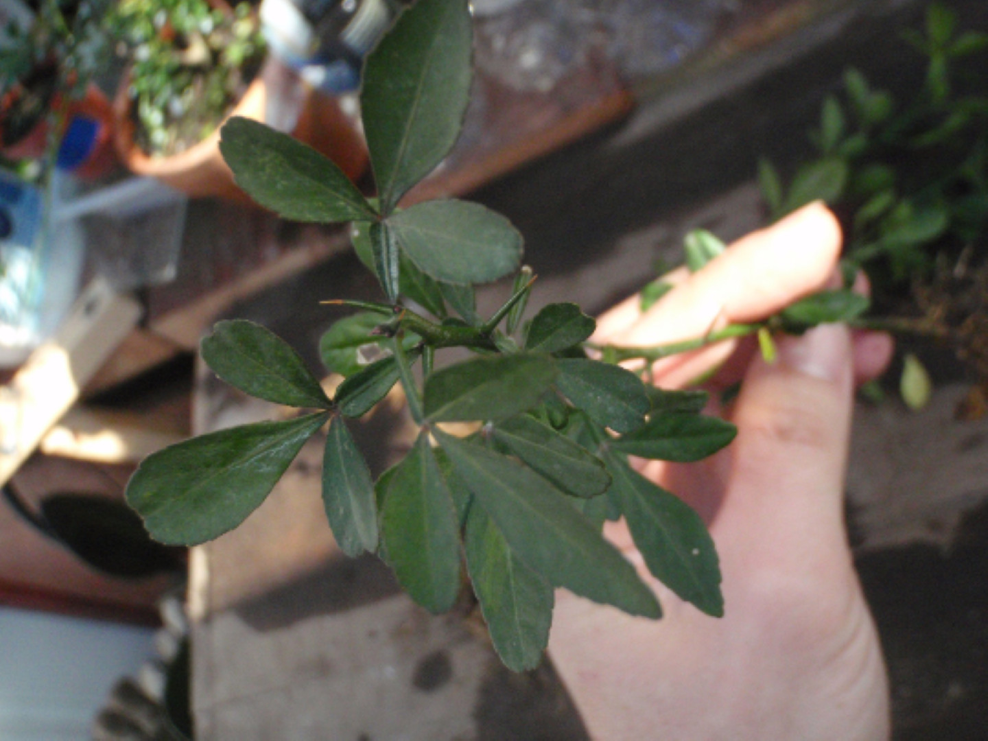 6-12″ tall Trifoliate Orange (Poncirus trifoliata) 1-2 year old plant