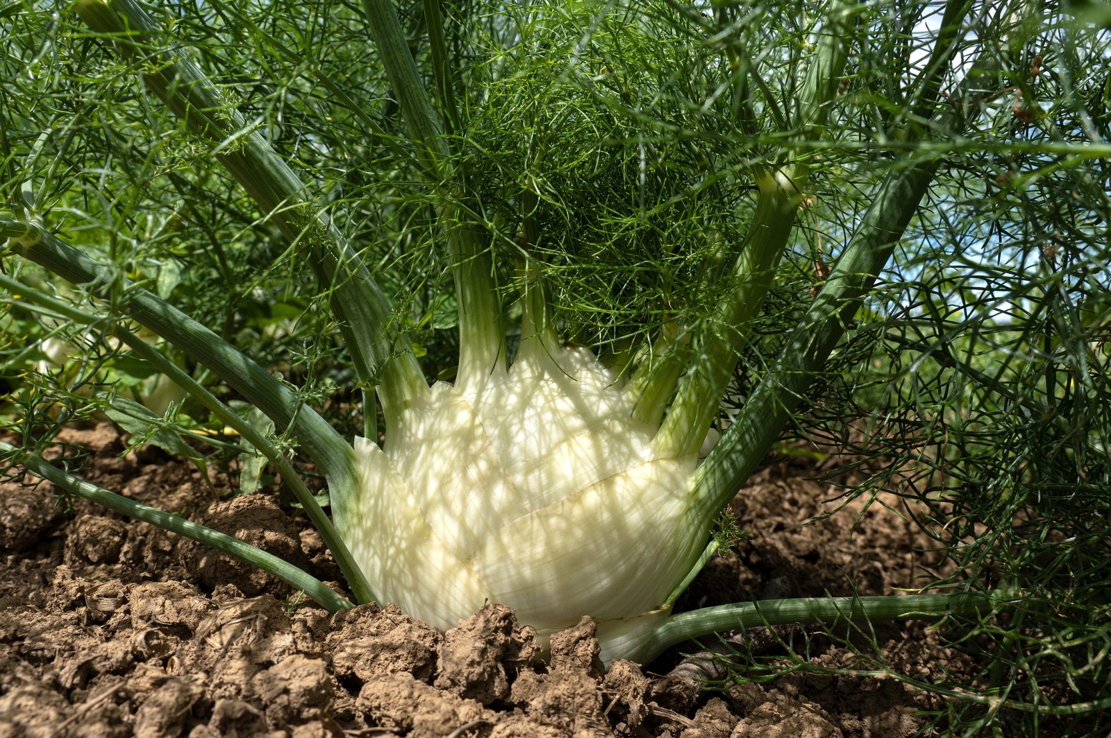 300 SWEET FLORENCE FENNEL Foeniculum Vulgare Azoricum Herb Vegetable Flower Seed