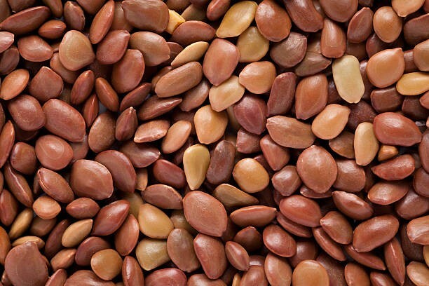50 Honey Mesquite Tree seeds (Freshly Harvested and shelled from pods)