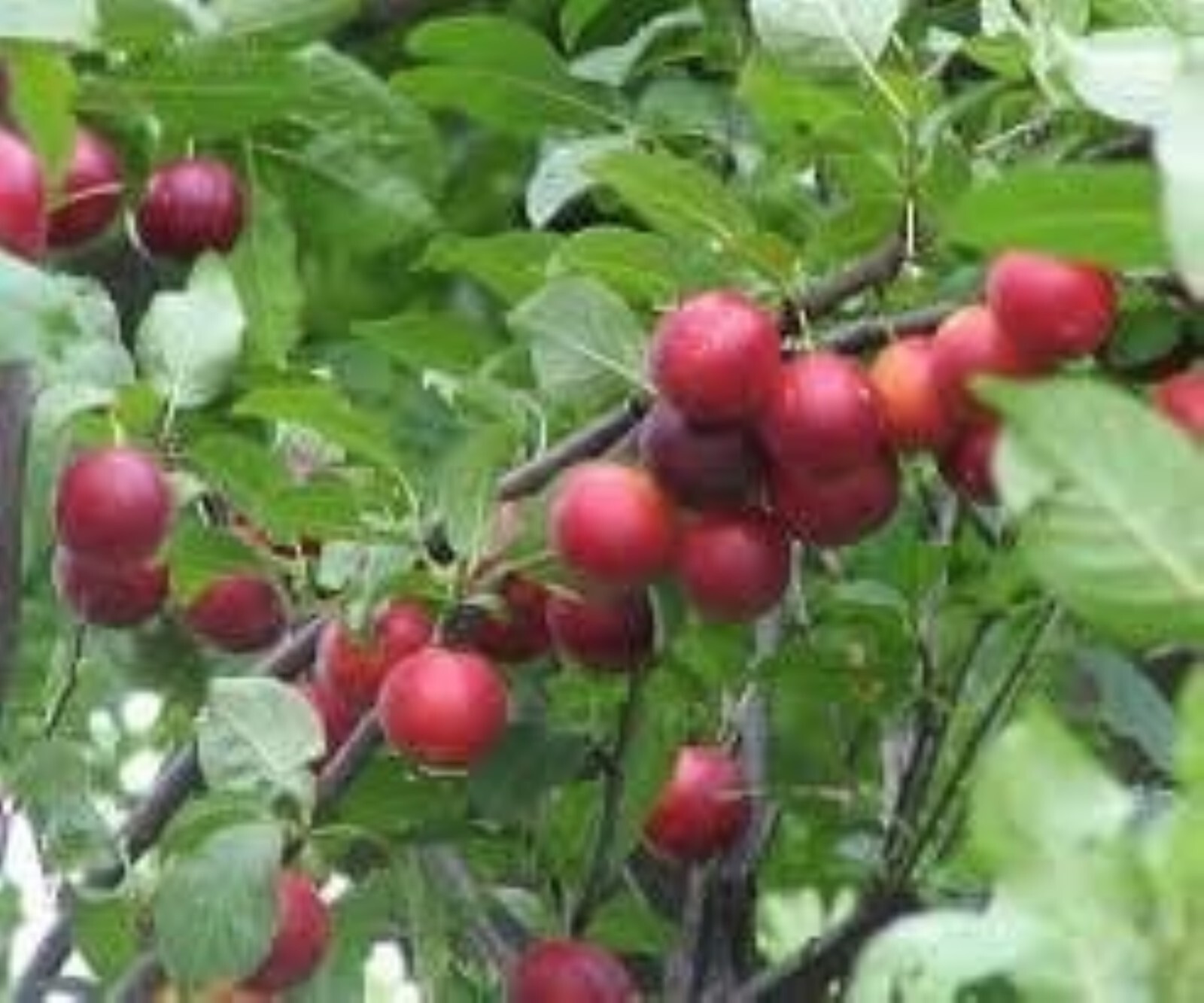 24-30″ tall Prunus cerasifera 2 year old plant, Potted cherry plum seedling