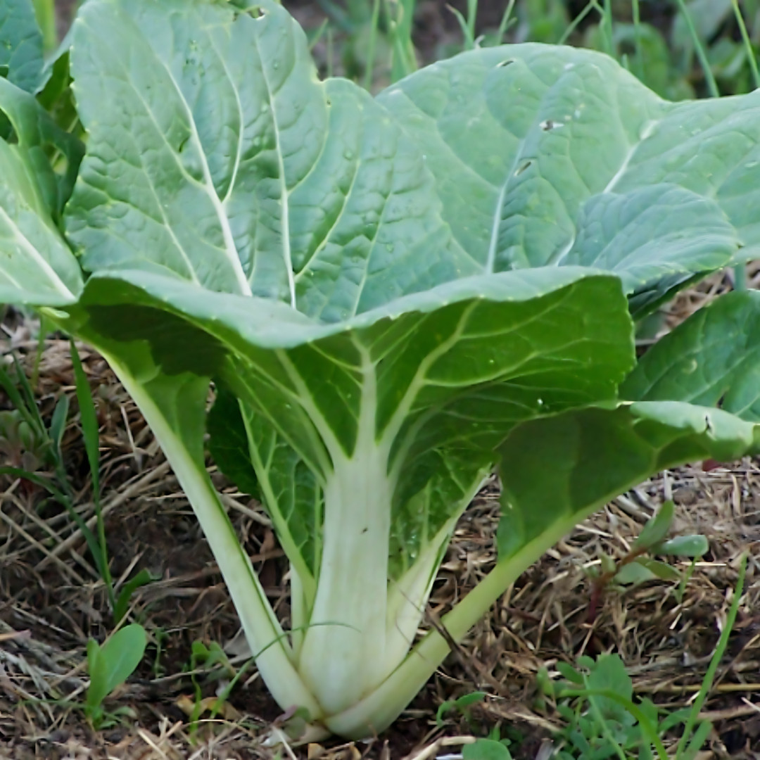 Fresh Tall White Stem Pak Choi Seeds | Heirloom Non-GMO | Asian Vegetable Seeds