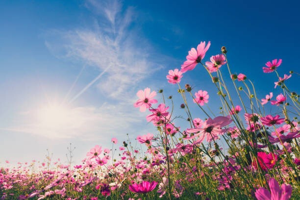 200 GLORIA COSMOS SEEDS | SALE FREE SHIPPING NON GMO HEIRLOOM