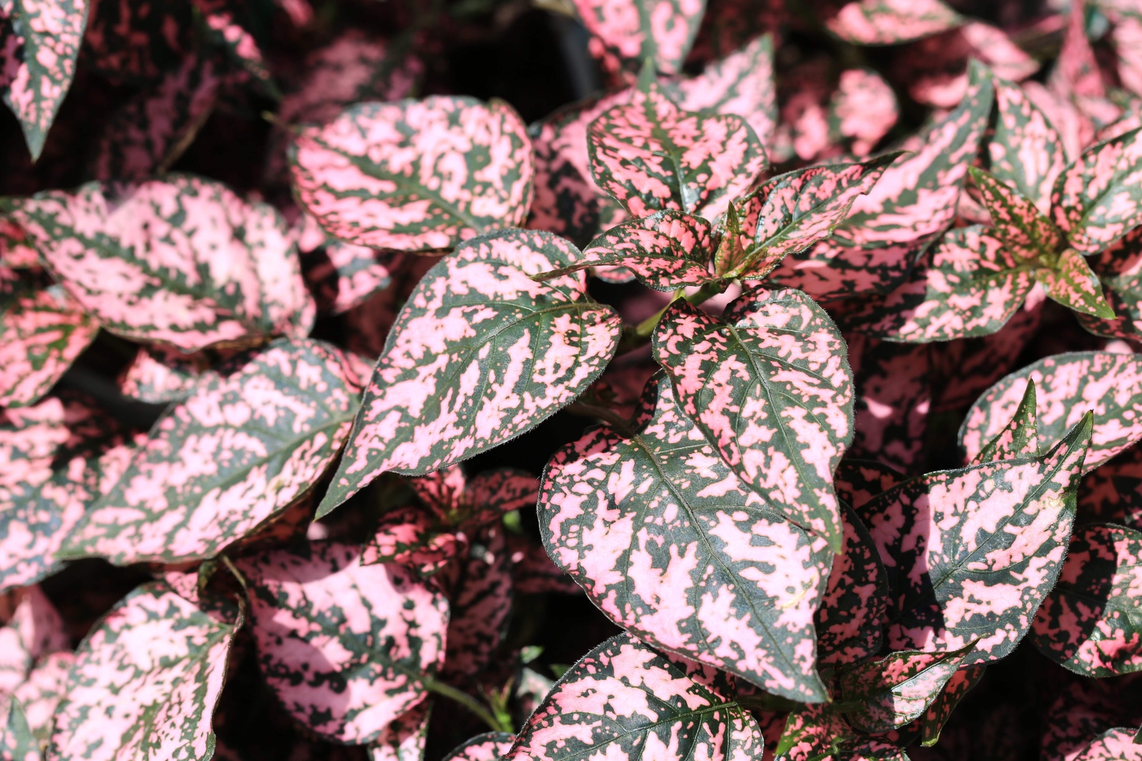 10 Dwarf PINK POLKA DOT PLANT Splash Select Hypoestes Phyllostachya Flower Seeds