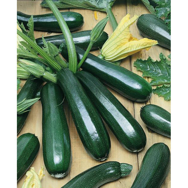 20 BLACK BEAUTY ZUCCHINI SUMMER SQUASH SEEDS FRESH HARVEST FOR 2024 GARDENS