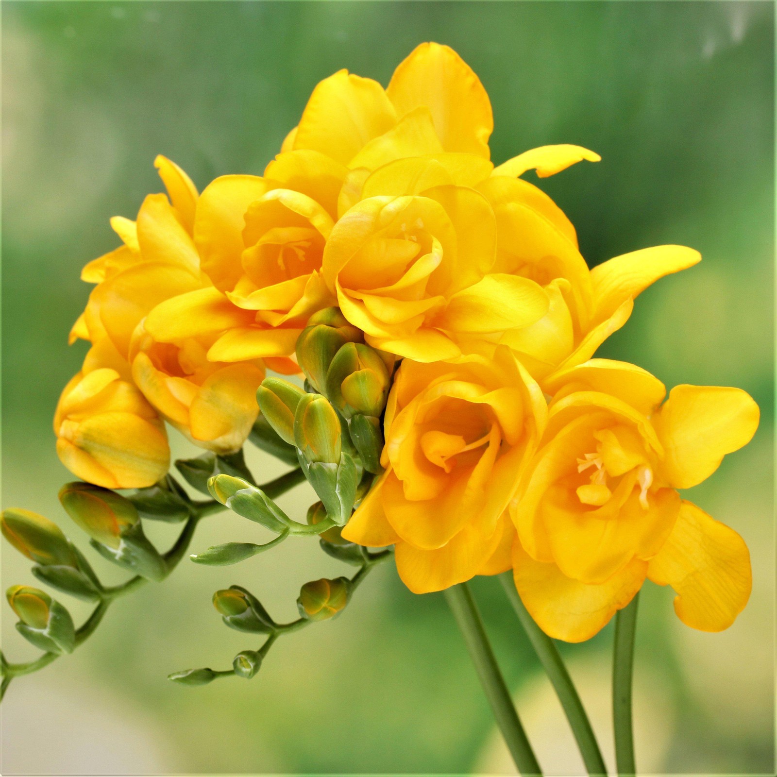 Freesia Double Yellow 15 Plant Bulbs, Spring Flowers Bloom in Sun