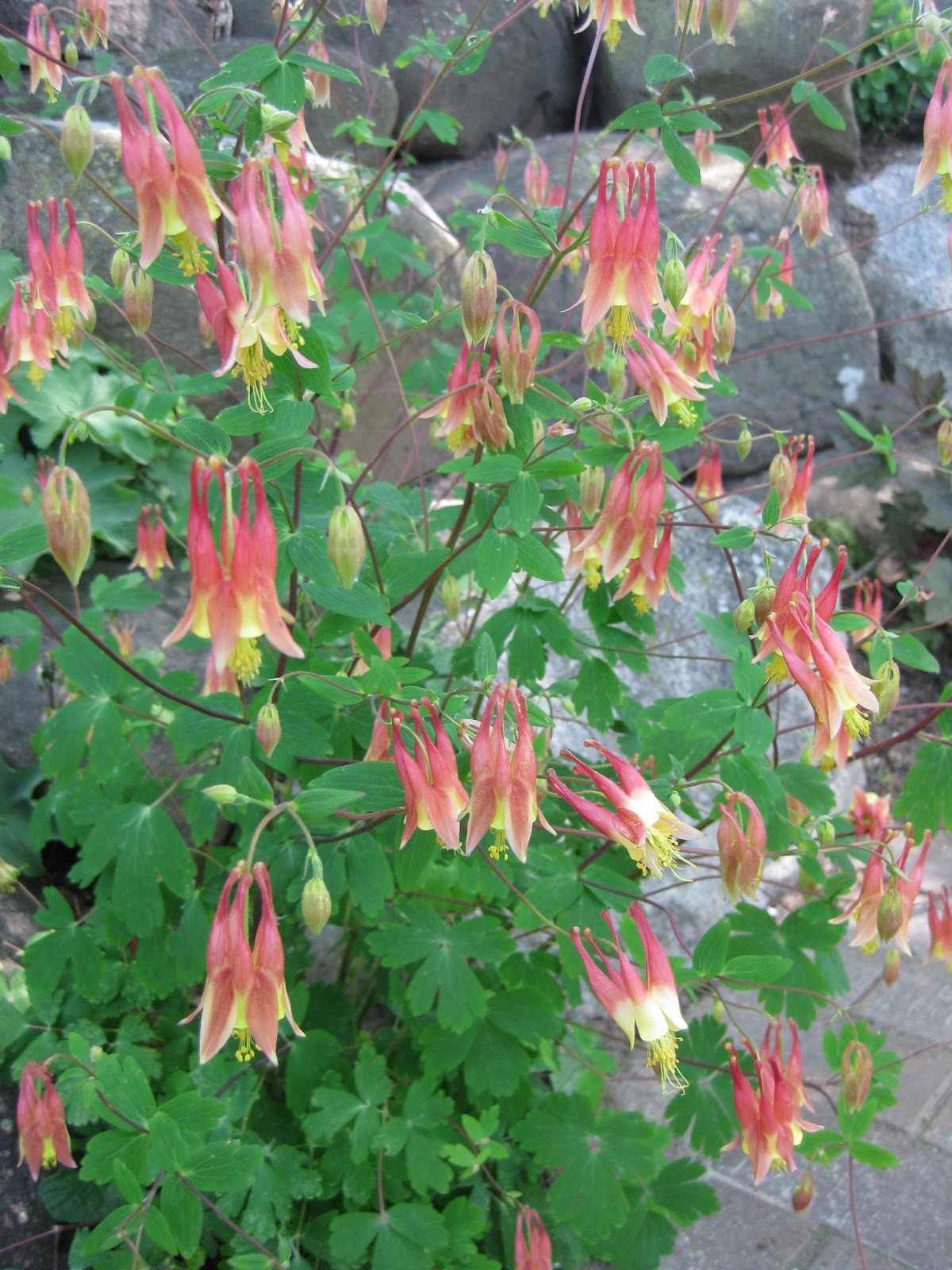 101+EASTERN RED COLUMBINE Seeds Perennial Native Wildflower Shade Flower Garden