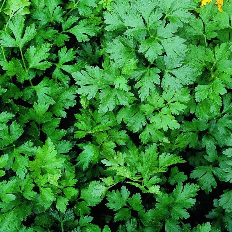 100+ Parsley Seeds Organic NON GMO Slow Bolting Culinary Fresh