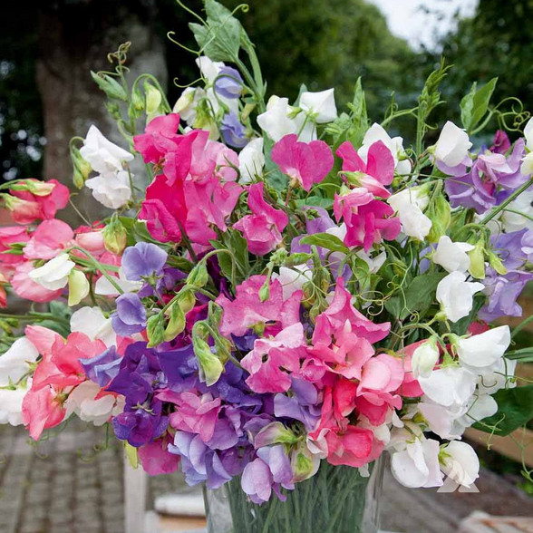Bijou Mix Sweet Pea Seeds | 20 – 400 Seeds | Non-GMO | Free Shipping | 1209