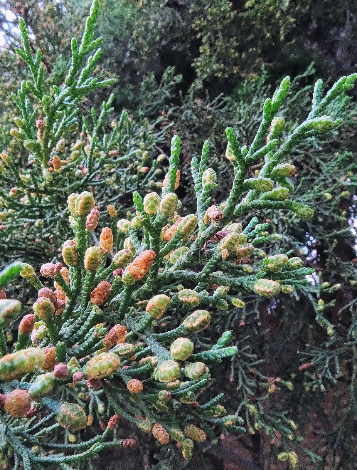 Cupressus lusitanica White Cedar Tree Seeds Evergreen Conifer Rugged brown Bark