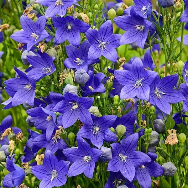 Balloon Flower SEEDS, (Platycodon grandiflorus) Bellflower