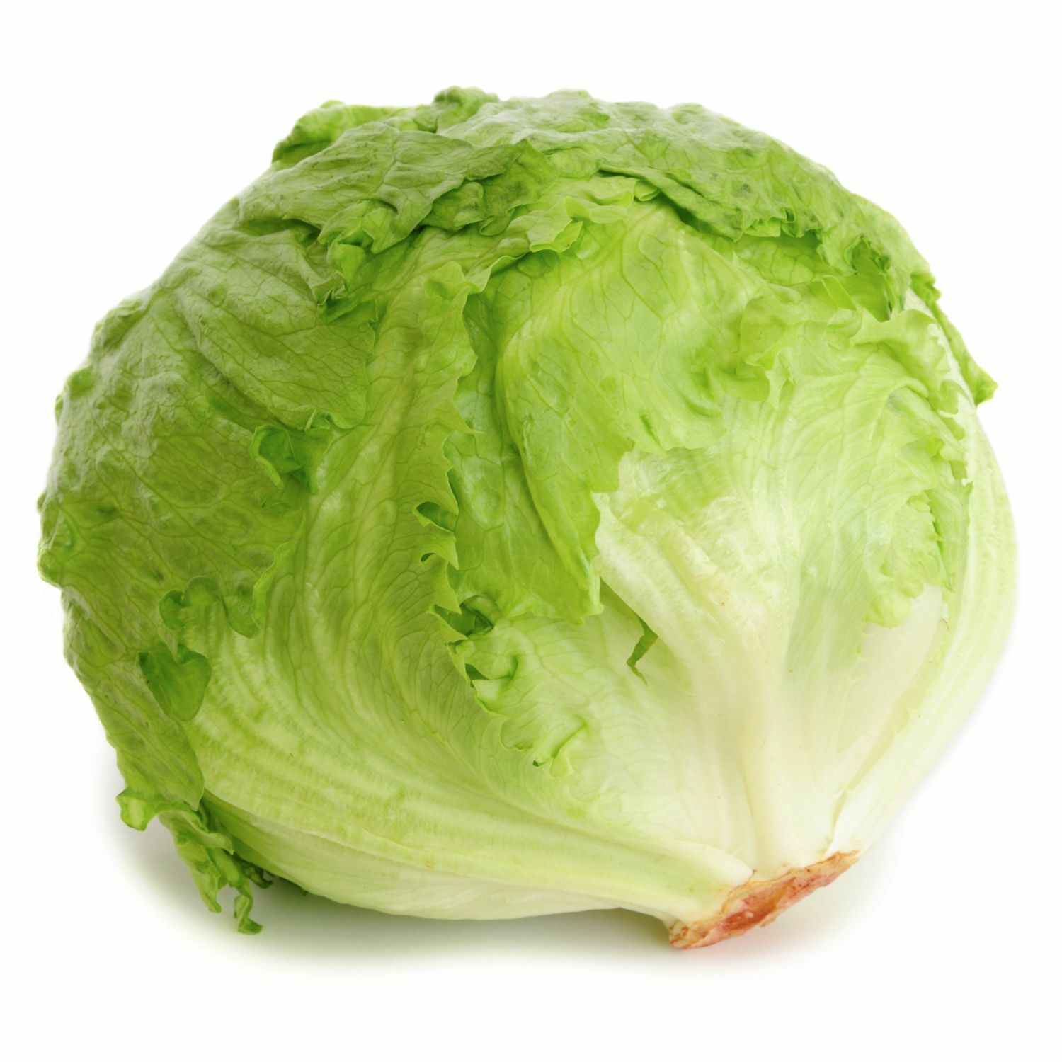 Iceberg Lettuce Seeds | 400 Seeds | Non-GMO | Free Shipping | Seed Store | 1104