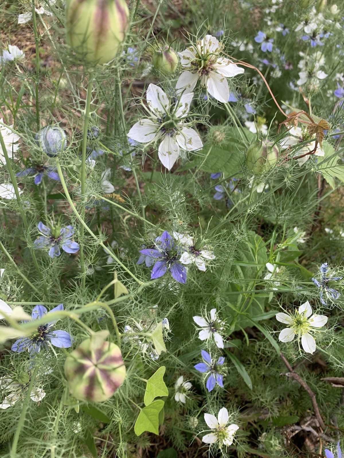 Nigella “Love In The Mist” Seeds 200+ Quantity