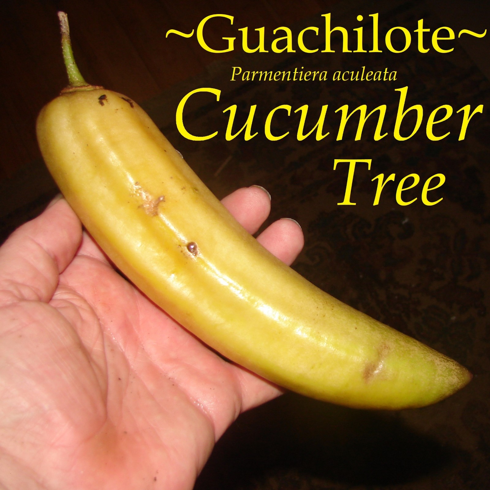 ~Guajilote~ Parmentiera Aculeata CUCUMBER FRUIT Tree Live Sml Potd Starter Plant