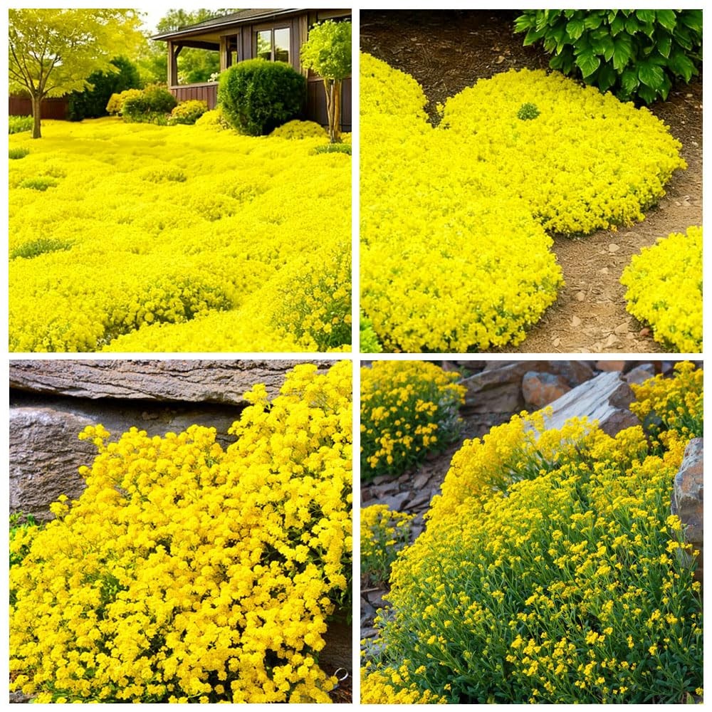 19000+Mixed Creeping Thyme Seeds for Planting Outdoor-Thymus Serpyllum Carpet…