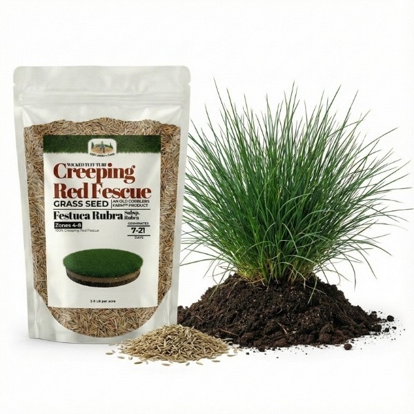 Old Cobblers Farm™ Wicked Tuff Turf Creeping Red Fescue Grass Seed – Thick Green