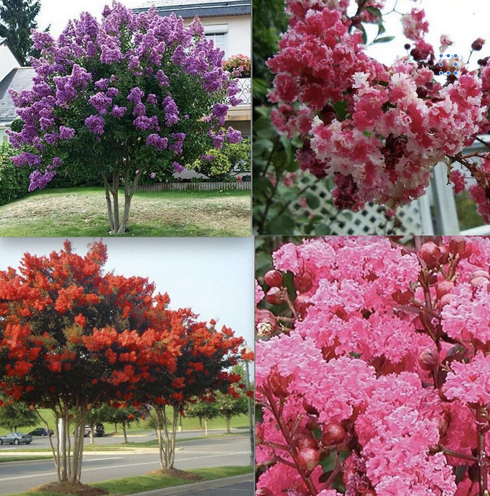 20 SEEDS CRAPE/CREPE MYRTLE flowering bloom tree bush rare exotic plant garden