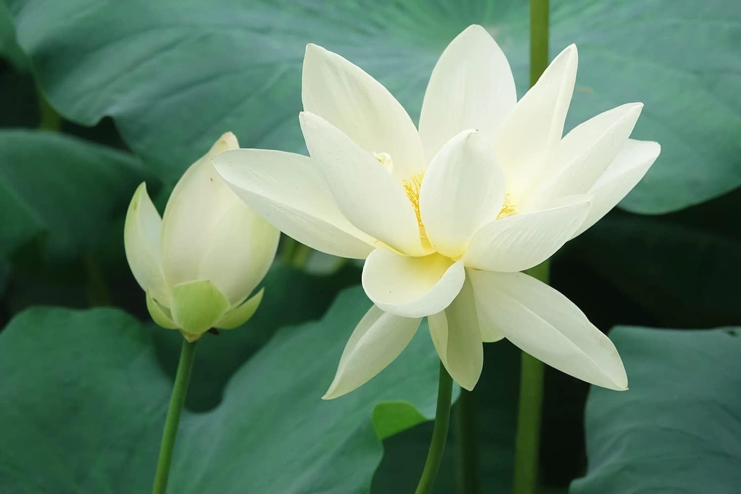 Transform Your Pond with 30PCS Non-GMO Bowl Lotus Seeds for Air Purification