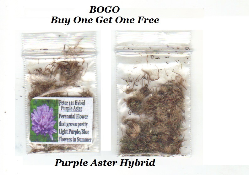 BOGO Purple Aster Hybrid Fall Perennial Flower Over 200 +SEEDS USA Seller
