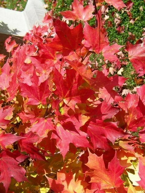 20 BONFIRE SUGAR MAPLE SEEDS – Acer saccharum ‘Bonfire”