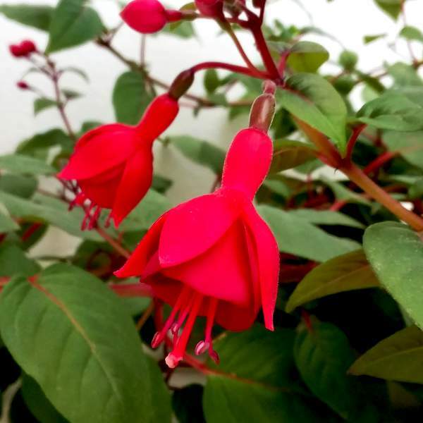 Fuchsia Live Plant, Well-Rooted Plug, Healthy Starter Plants For SALE