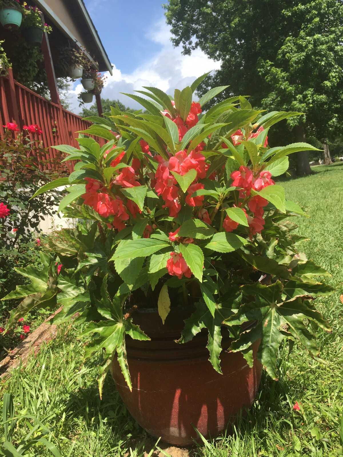 Semillas De Flor Belen (Varios colores ) (50+Seeds Various Colors)