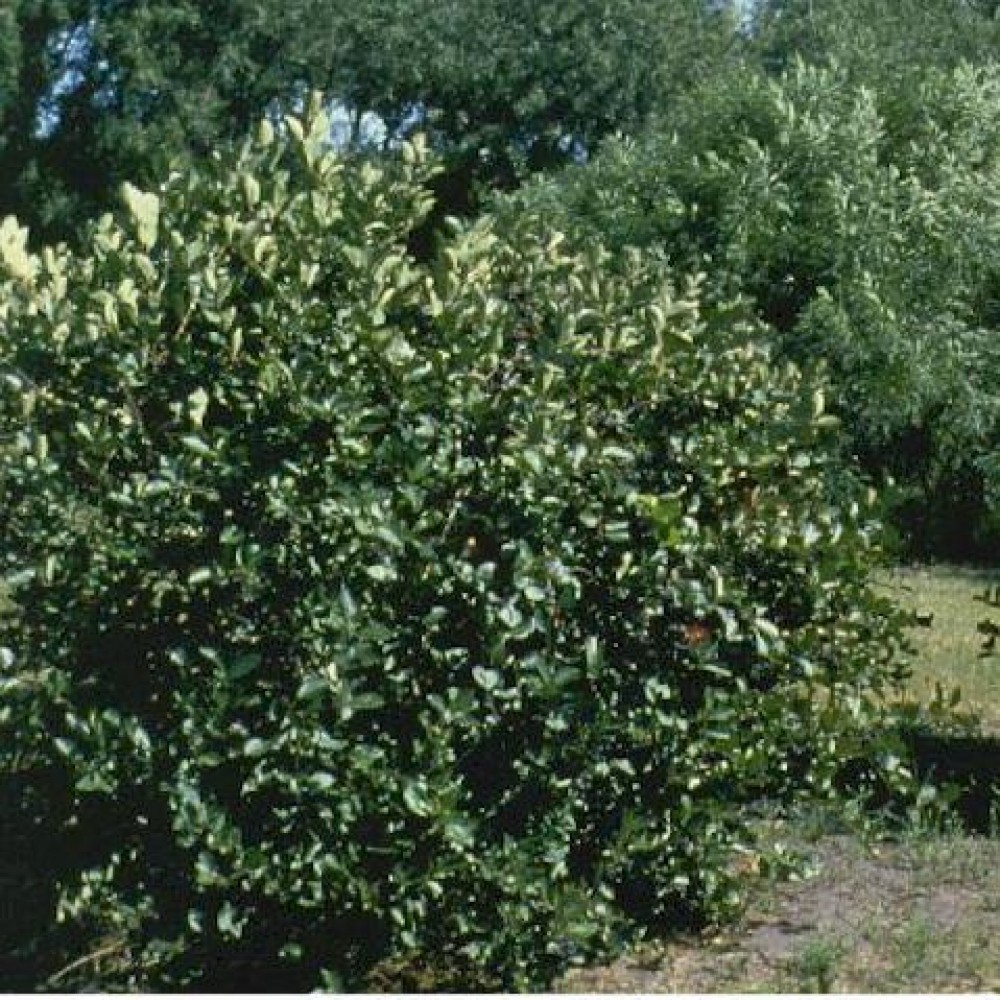 BLACK CHOKEBERRY Aronia Melanocarpa 20,30,50,100 SEEDS
