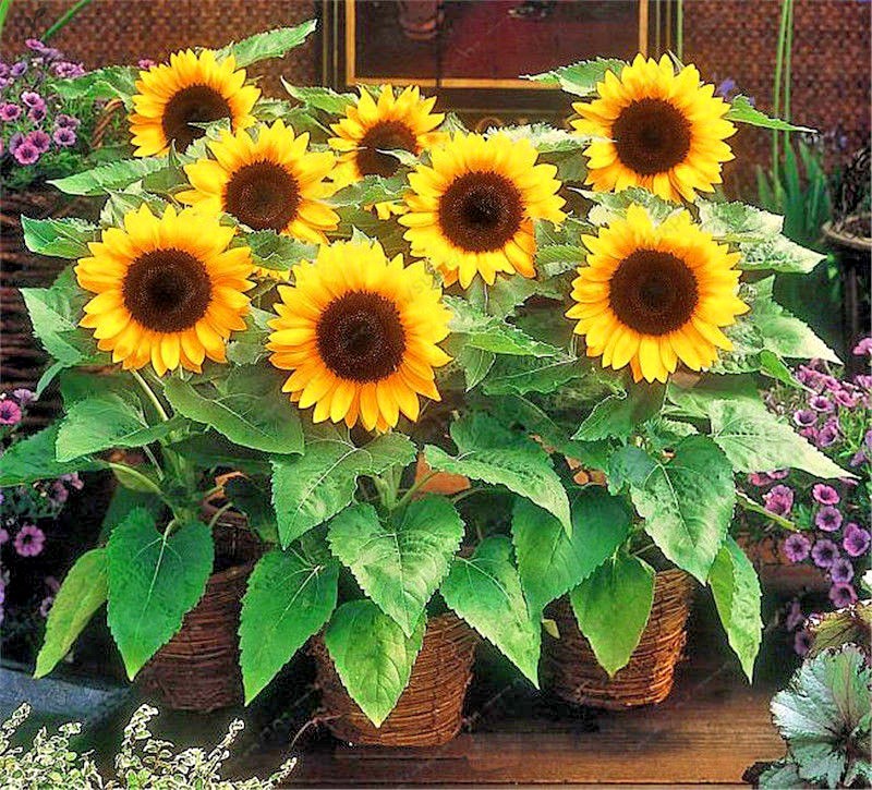 50+Sunspot DWARF SUNFLOWER Seeds Native Wildflower Flowering Annual Container