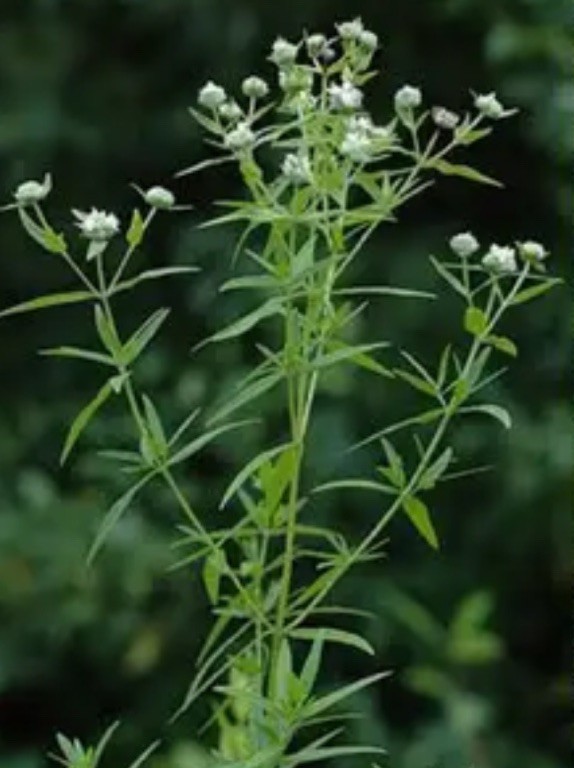 fReE!Bogo! Mountain Mint Seed 100+SlenderLeafed Native Organic Butterflies Bees