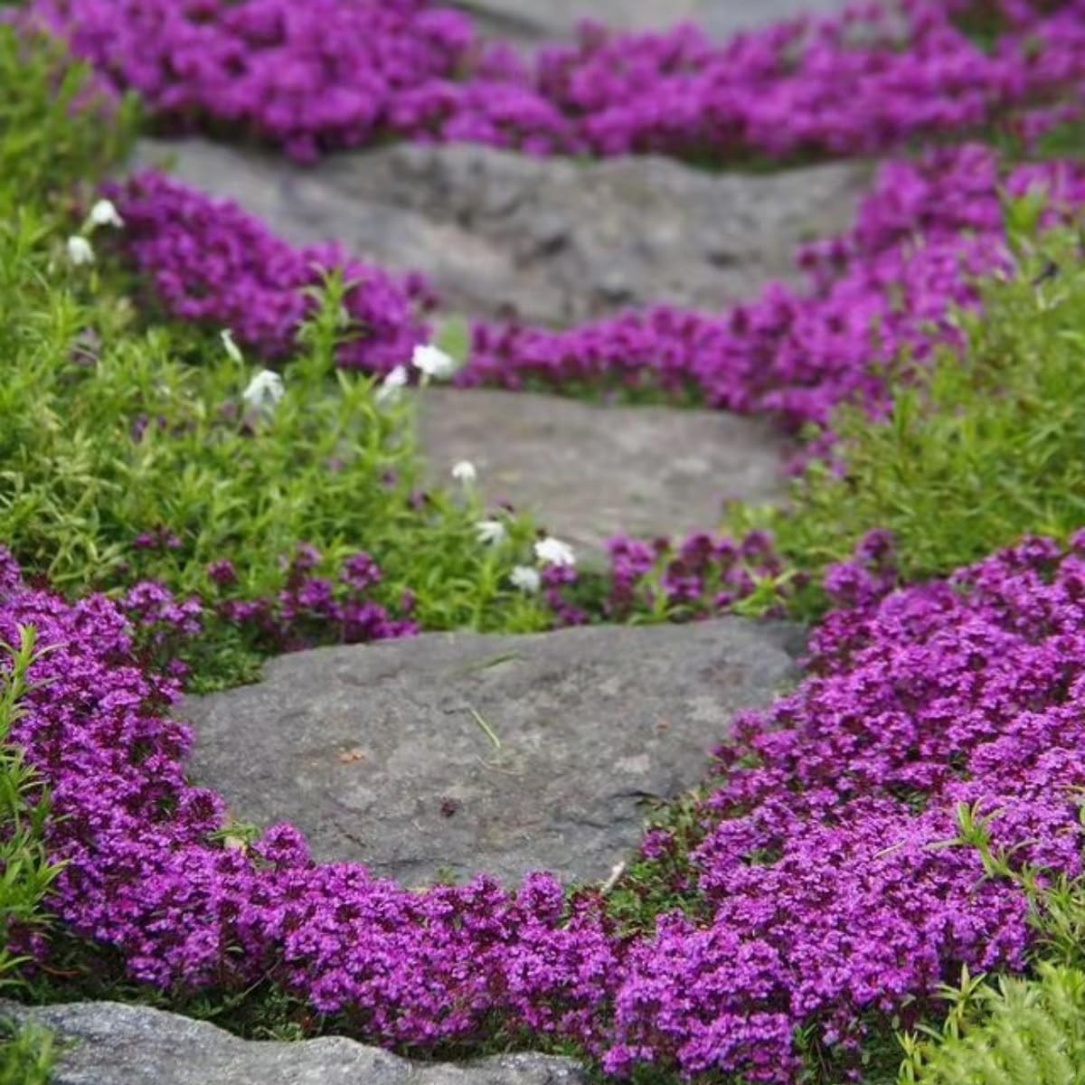 20000+ Magic Purple Creeping Thyme Seeds for Planting Ground Normal, Brown