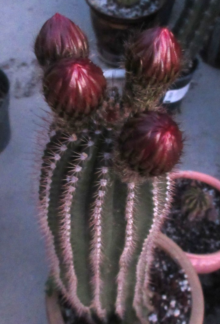 Echinopsis Hybrid ‘Dutchman’s Gold’ Cactus 22″ Long segment