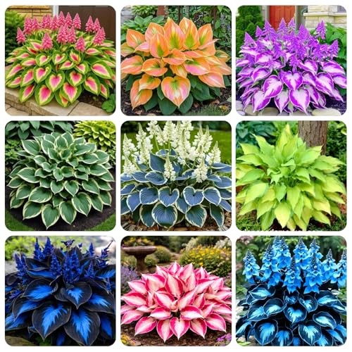 310+ USA Premium Rare Hosta Flower Seed for Planting Outdoors Garden Home Mixed