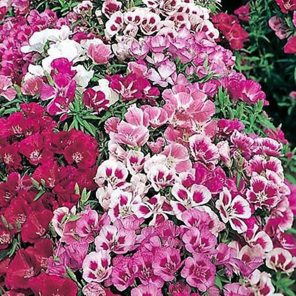500 DOUBLE DEUCES GODETIA Grandiflora Clarkia Amoena Mixed BiColor Flower Seeds