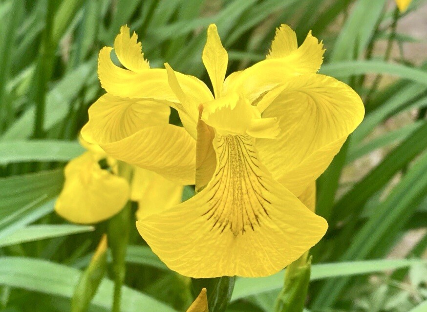Yellow Flag Iris, Water Iris, Iris Pseudacorus – 30 Seeds 2024 – USA