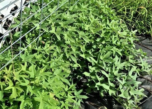 8 Covington Sweet Potato Slips Organic Bright Orange Sweet Flavor