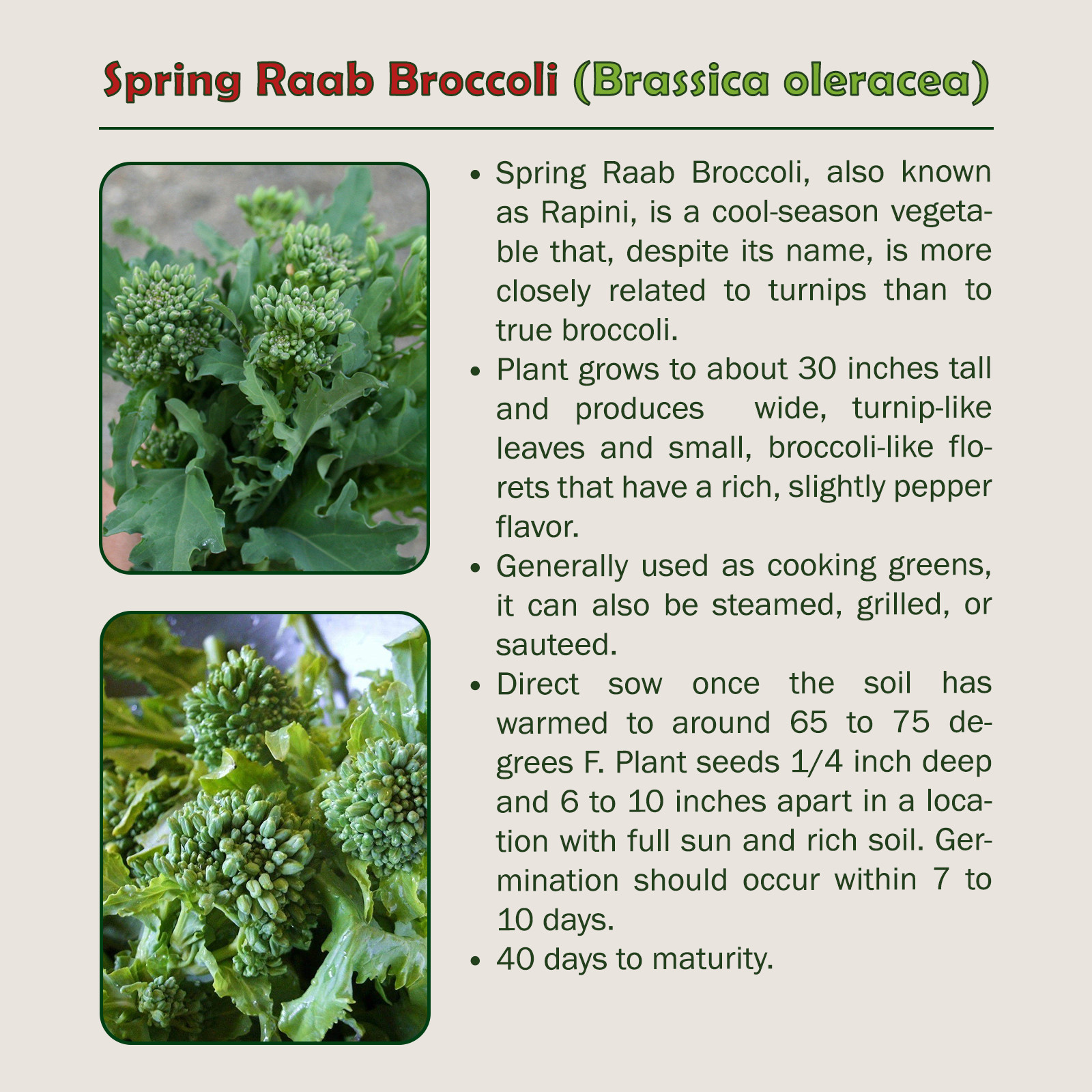 100 Spring Raab Broccoli Seeds, Brassica oleracea, Rapini, Genuine USA