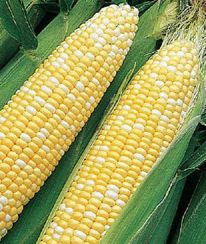 Sweet Corn Seed: Jackpot Sweet Corn Seeds Fresh Seed. FREE SHIPPING!!!!!