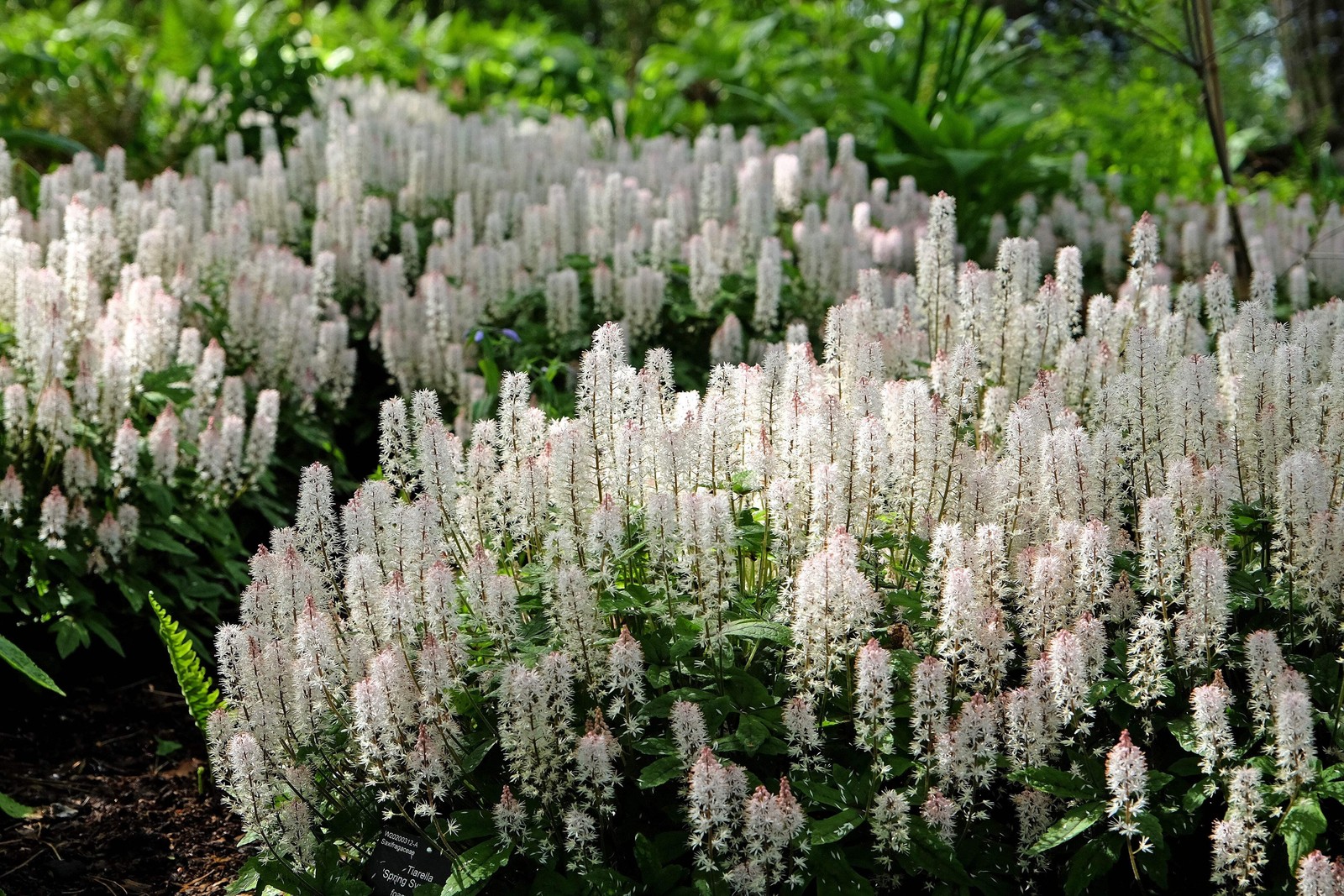 20 SUGAR SCOOP FOAMFLOWER White Tiarella Trifoliata Laceflower Flower Seeds