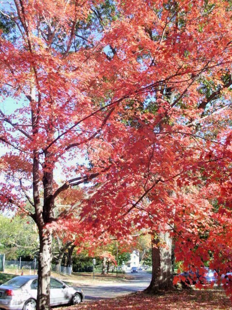 20 BONFIRE SUGAR MAPLE SEEDS – Acer saccharum ‘Bonfire”