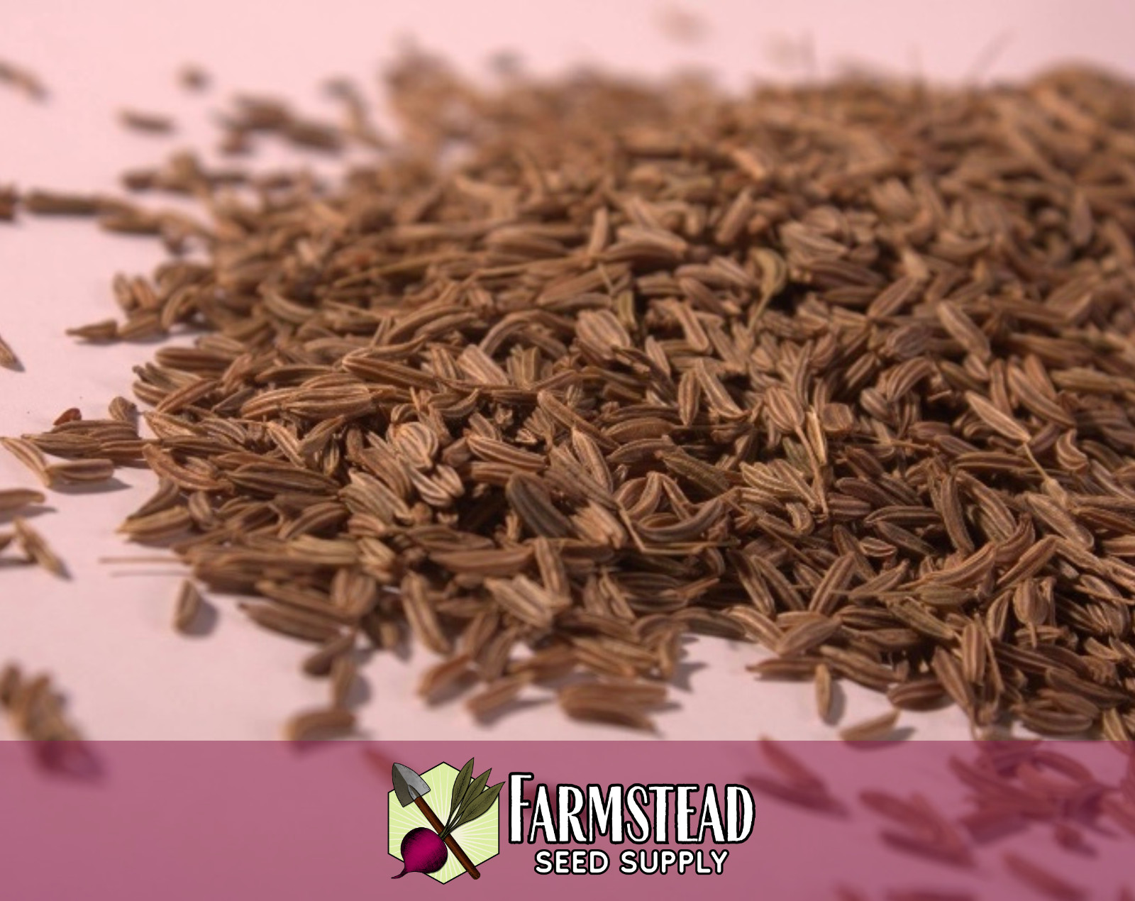 900+ Caraway Seeds, Herb & Flower Gardening Seed Packet, Heirloom, Non-GMO, USA