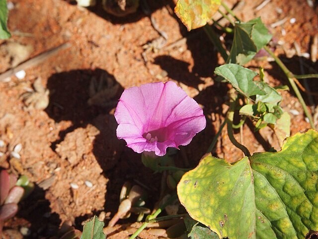 Ipomoea muelleri | Poison Morning Glory | 10 Seeds