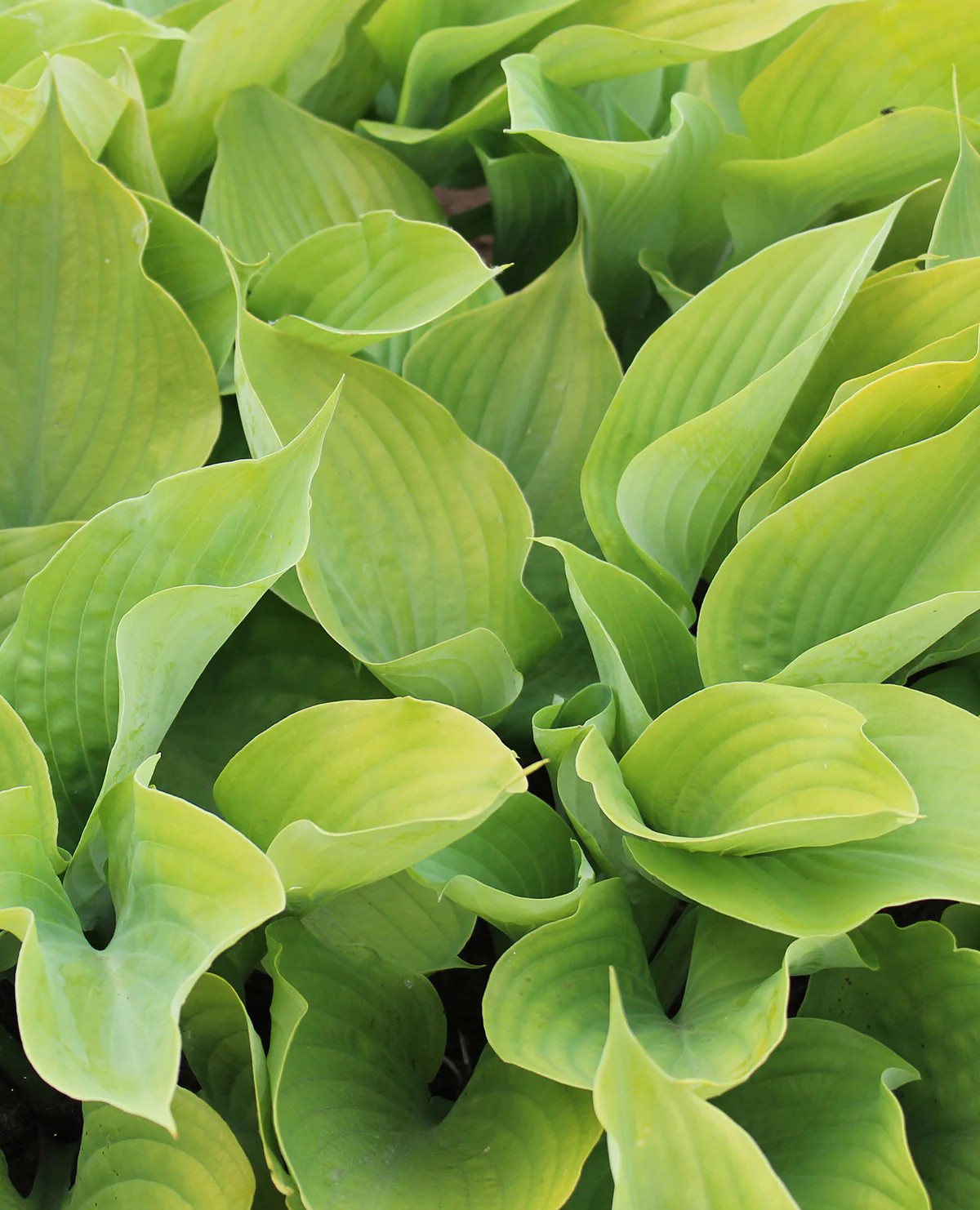 Sum & Substance Large Leaved Hosta – 3 root divisions