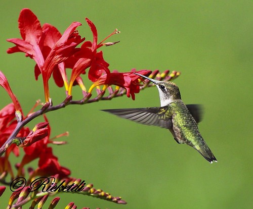 3 Crocosmia Lucifer Flower BULBS – Attracts Hummingbirds *Spring Planting
