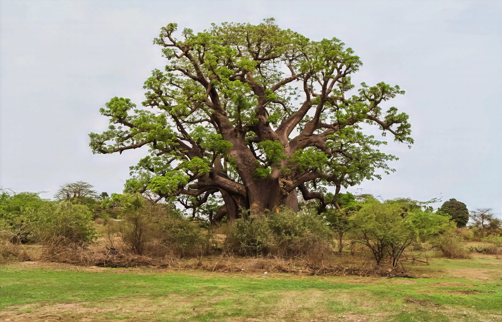 5 Baobab Seeds Adansonia digitata “Tree of Life” Rare Monkey Bread Bonsai Plant