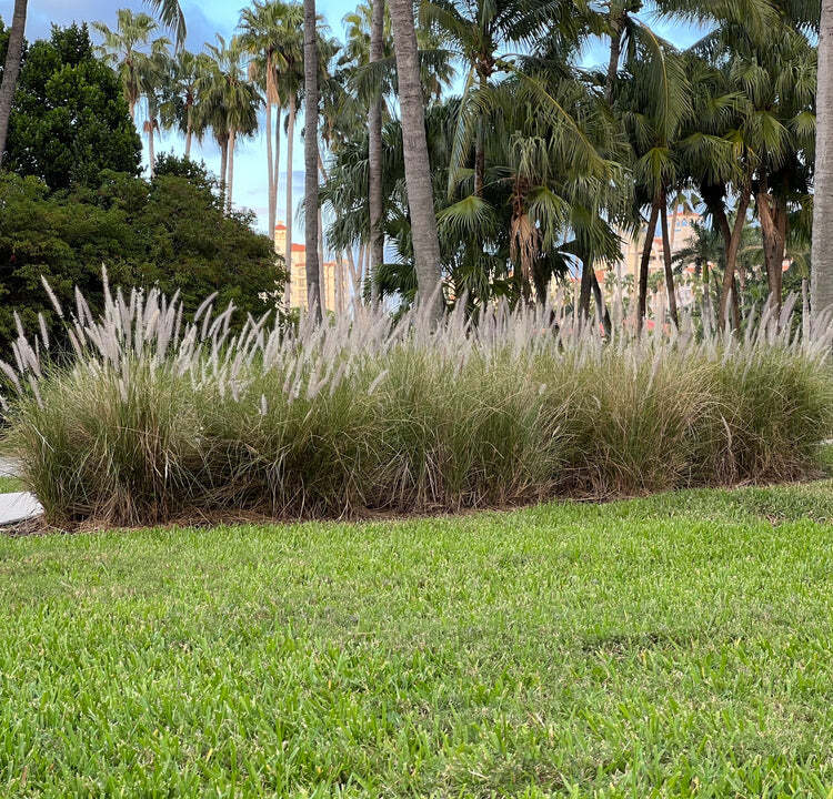 White Fountain Grass Live Plant Fast Growing In Nature 1 Gallon Pot 1-3 FT Tall