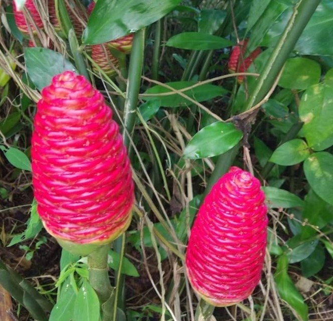 Pack 10 Shampoo Ginger Roots for Growing Perennial Garden, Awapuhi Zingiber