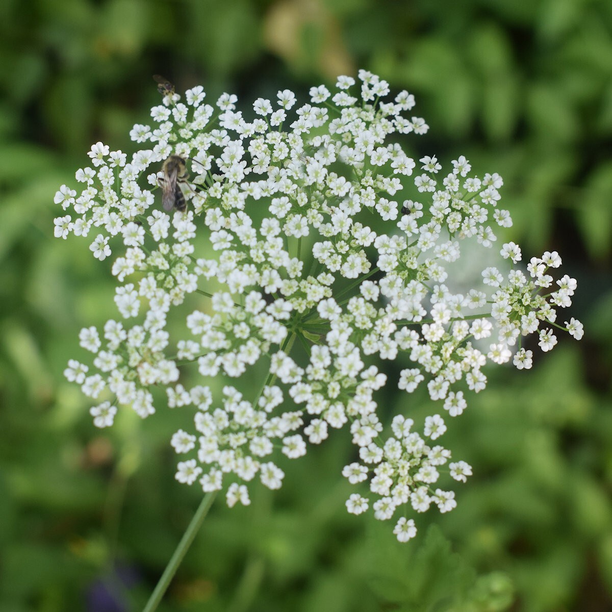 1/4 Lb Caraway Herb Seeds – Everwilde Farms Mylar Seed Packet